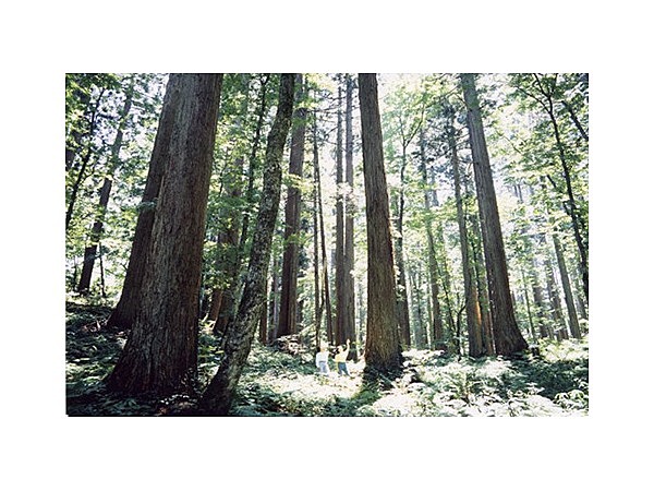 上大内沢自然観察教育林(山村広場・林間広場)