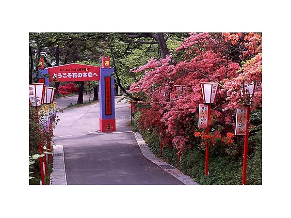 本荘公園のつつじ