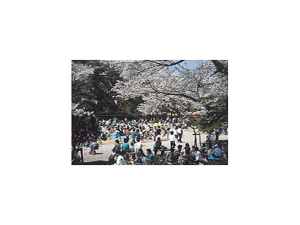 千秋公園の桜