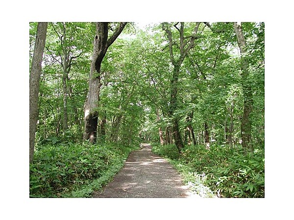 野幌自然休養林