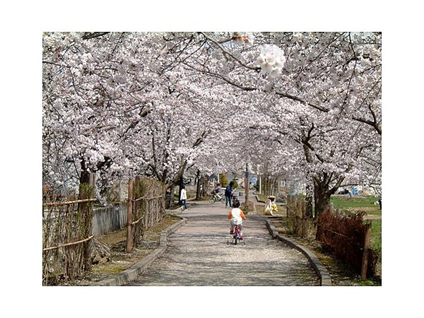 まほろばの緑道