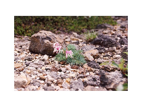 蔵王のコマクサ群落