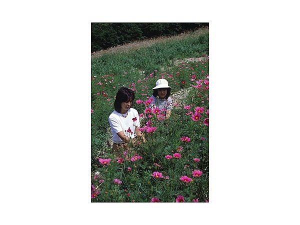 面白山コスモスベルグ