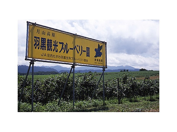 羽黒町観光ブルーベリー園