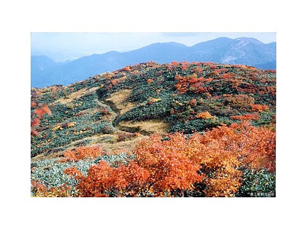 花立峠の高山植物と紅葉