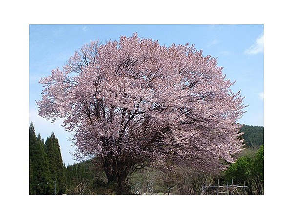 嶽原のオオヤマザクラ