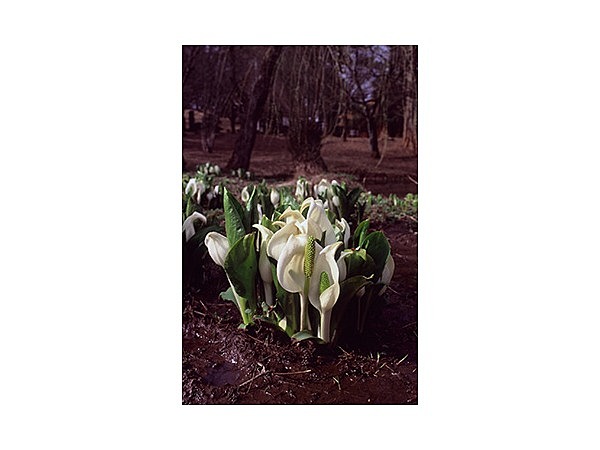 松ヶ岡水芭蕉園の水芭蕉