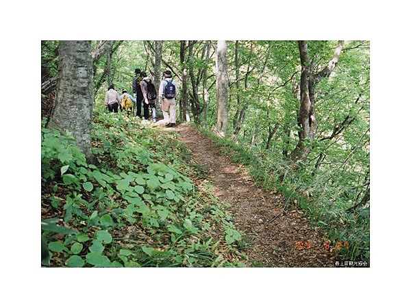 亀割峠の新緑と紅葉