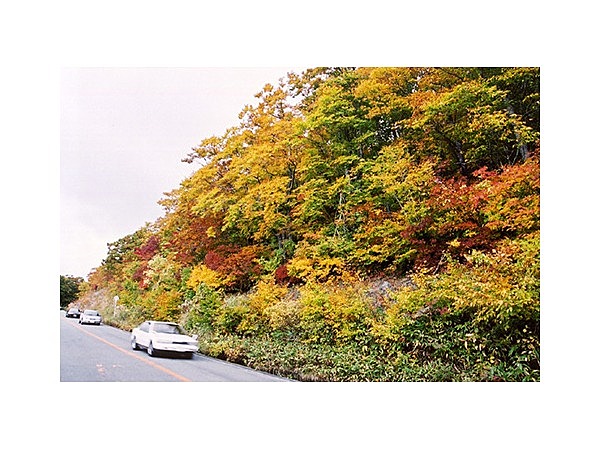 蔵王エコーライン沿線の新緑、紅葉