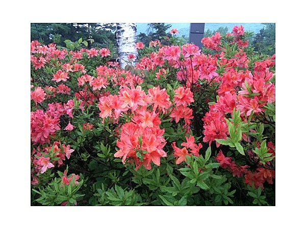 蔵王坊平のレンゲツツジ