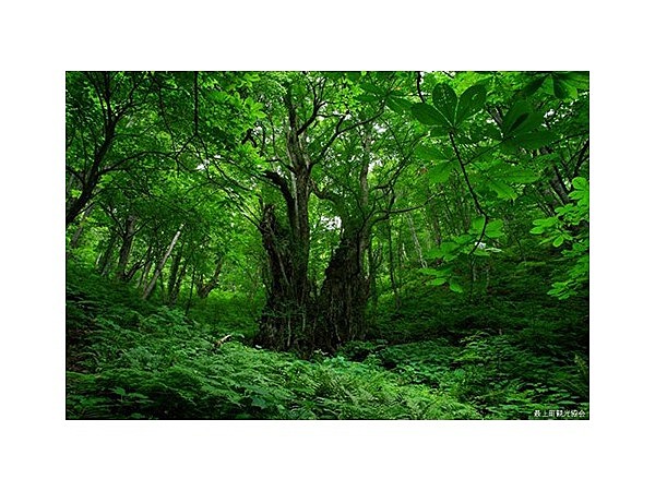 権現山の大カツラ