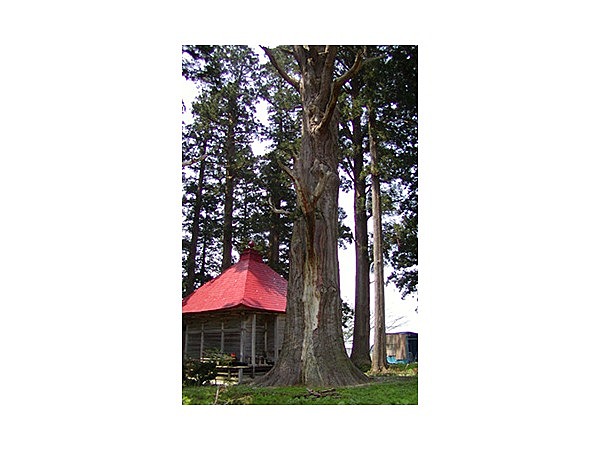 石動神社の親杉