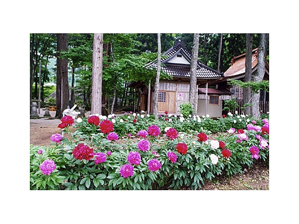 諏訪神社の芍薬園