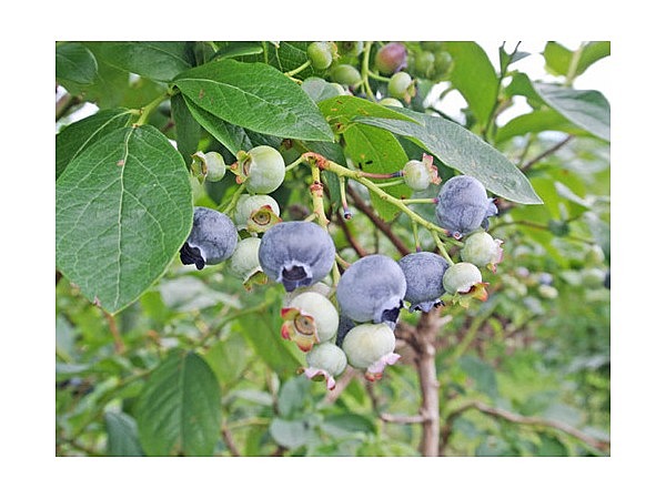 月山高原　鈴木農園