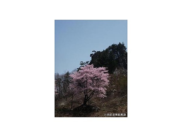 石割桜
