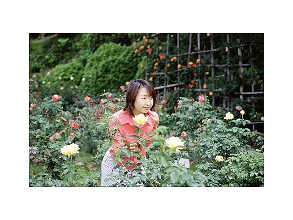 双松公園のバラ