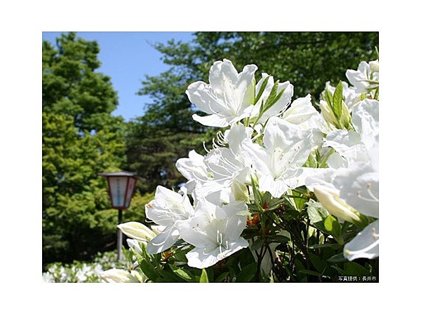 白つつじ公園の白つつじ