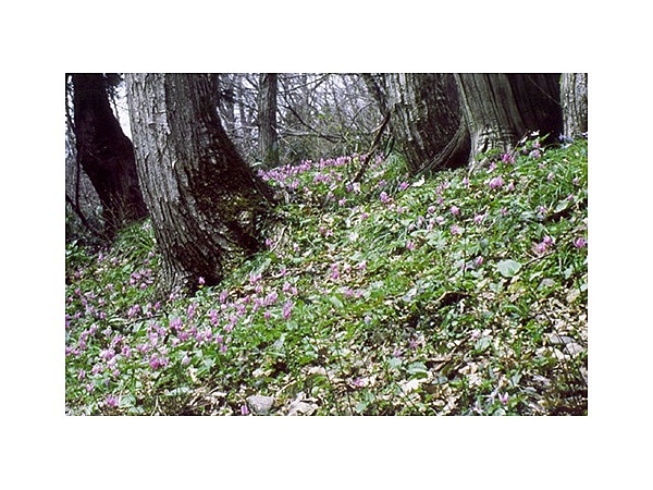 下田沢かたくり園