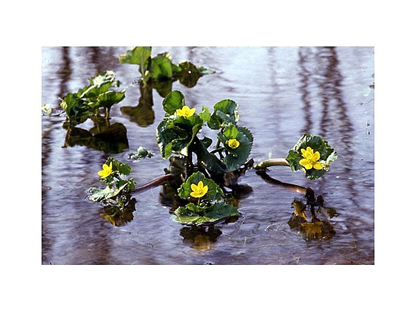 釧路湿原の植物