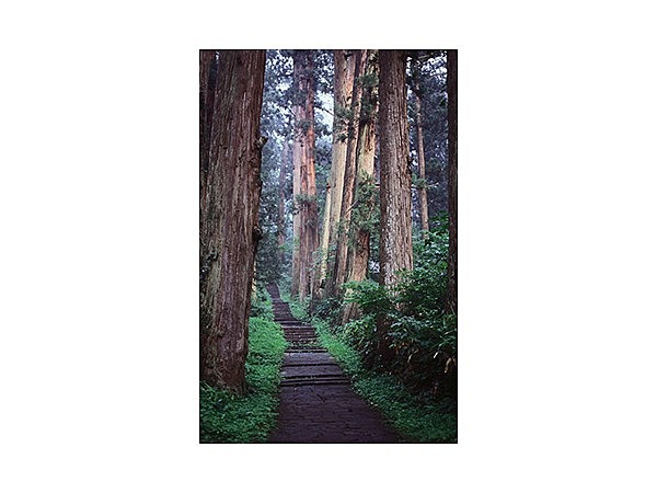 羽黒山の杉並木