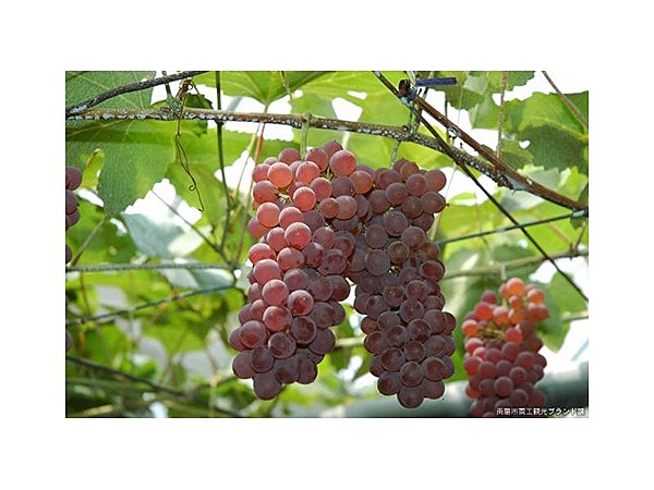 観光ぶどう園