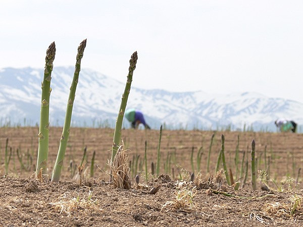中川代得参クラブ