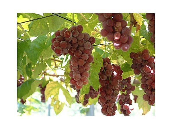 余市町の観光果樹園