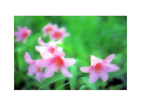 オトメユリ群生地