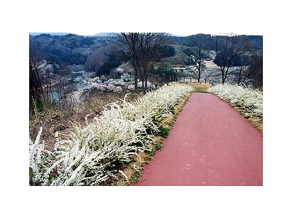 稚児舞台公園のゆきやなぎ