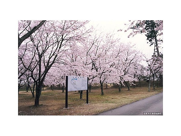 天神岬スポーツ公園の桜