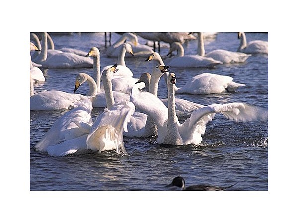 ウトナイ湖バードサンクチュアリ「ネイチャーセンター」