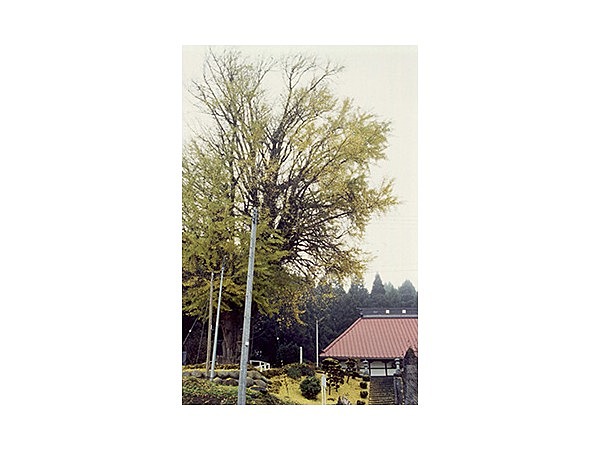 長源寺の大イチョウ