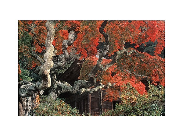 中釜戸のシダレモミジ