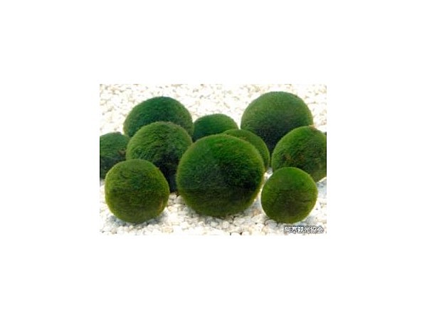 阿寒湖のマリモ