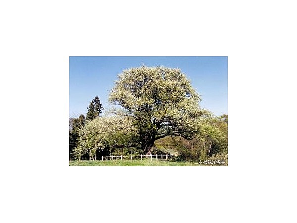 片倉のナシの木