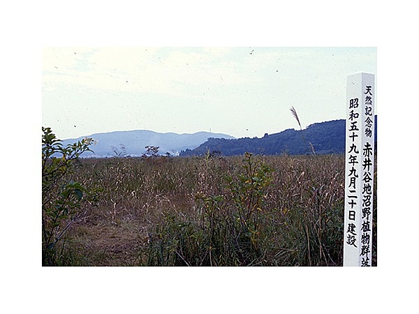 高瀬の大木（ケヤキ）