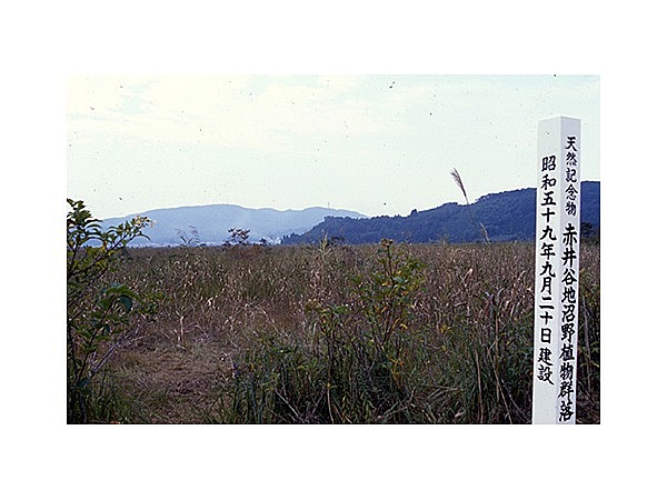 赤井谷地沼野植物群落