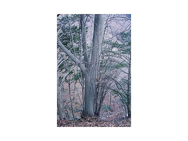 鹿狼山のイヌブナ