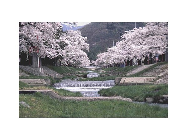 観音寺川の桜
