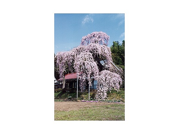 横田陣屋御殿桜