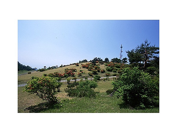 背炙山のツツジ