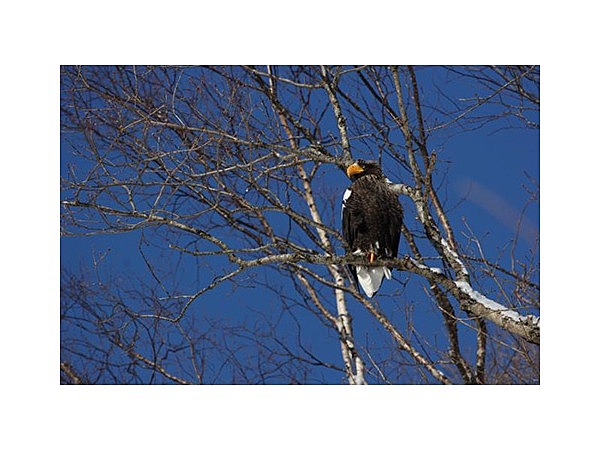 オオワシとオジロワシ