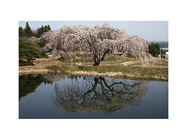花園のしだれ桜