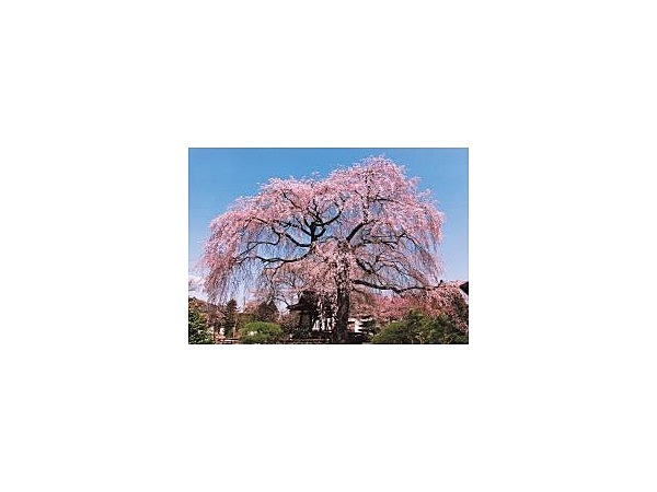 昌建寺のしだれ桜