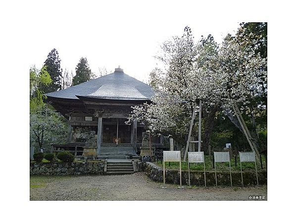 虎ノ尾桜(法用寺)