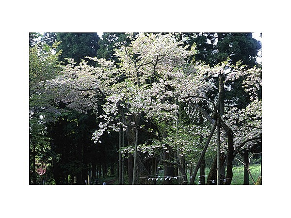 磐椅神社の大鹿桜