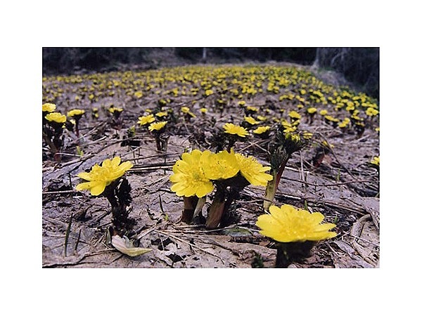 福寿草の群生地