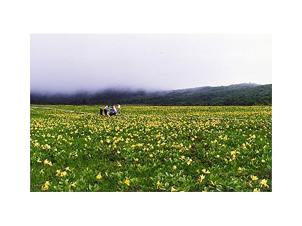 雄国沼のニッコウキスゲ