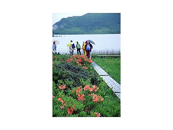 雄国沼のレンゲツツジ