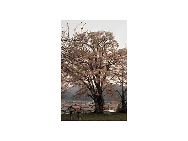 小塩の桜
